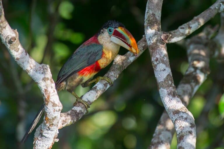 Polo Amazônia