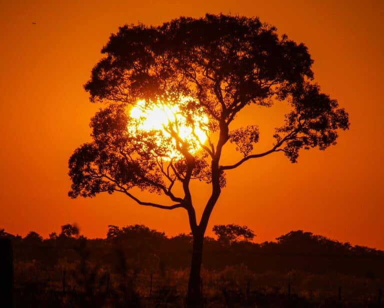 Amanhecer no pantanal de Poconé, Mato Grosso Foto Carina Furlanetto