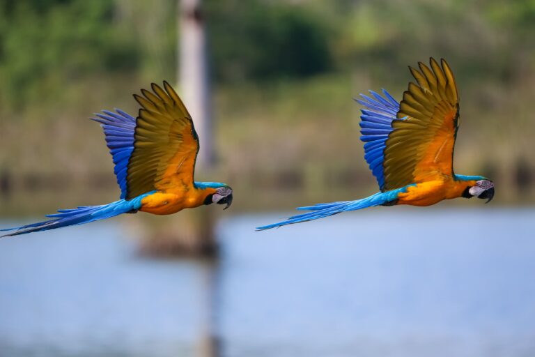 Amazônia e Cerrado, São José do Rio Claro-Mato Grosso, Brasil, Foto Uwe Bergwitz
