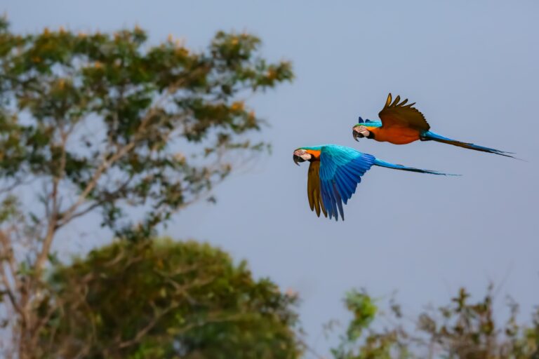 Amazônia e Cerrado, São José do Rio Claro, Mato Grosso, Brasil, Foto-Uwe Bergwitz