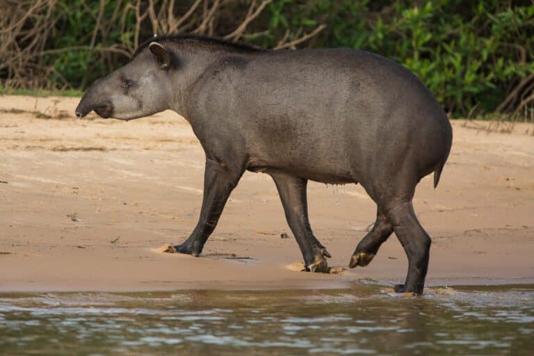 Anta, margem do Rio Cuiabá, Pantanal do Brasil - Foto Jak