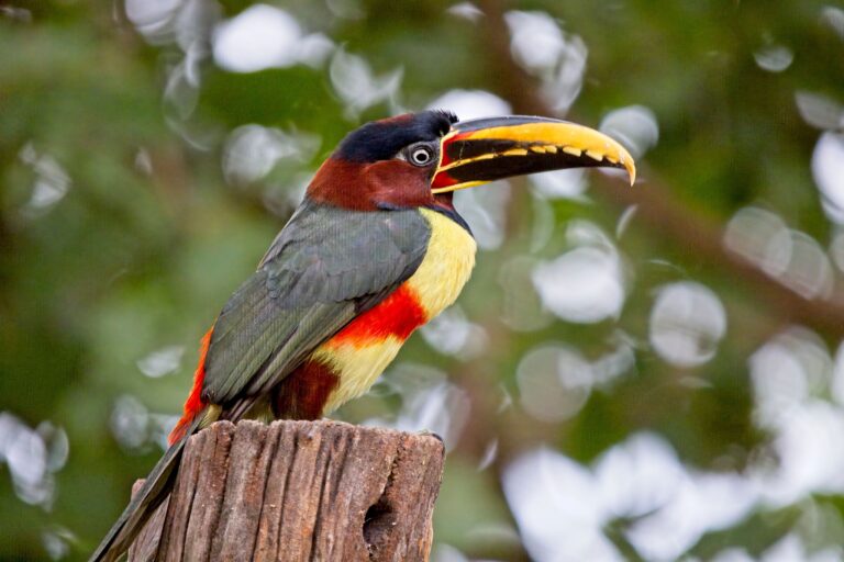 Aracari, Mato Grosso