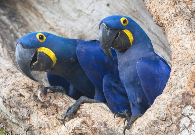 Arara Azul, Pantanal, Mato Grosso, Foto Tristan Barrington