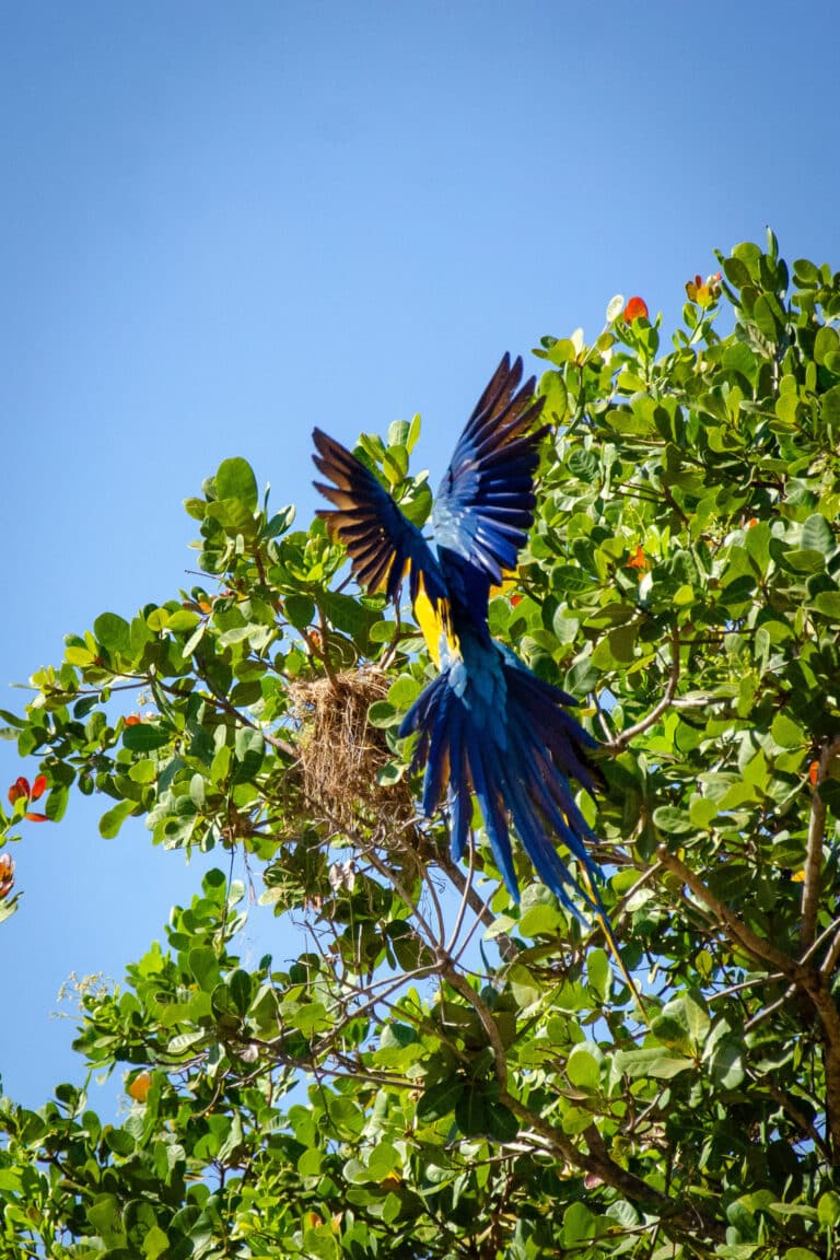 Arara-Canindé, Pontal do Araguaia, Mato Grosso Foto Junior Silgueiro