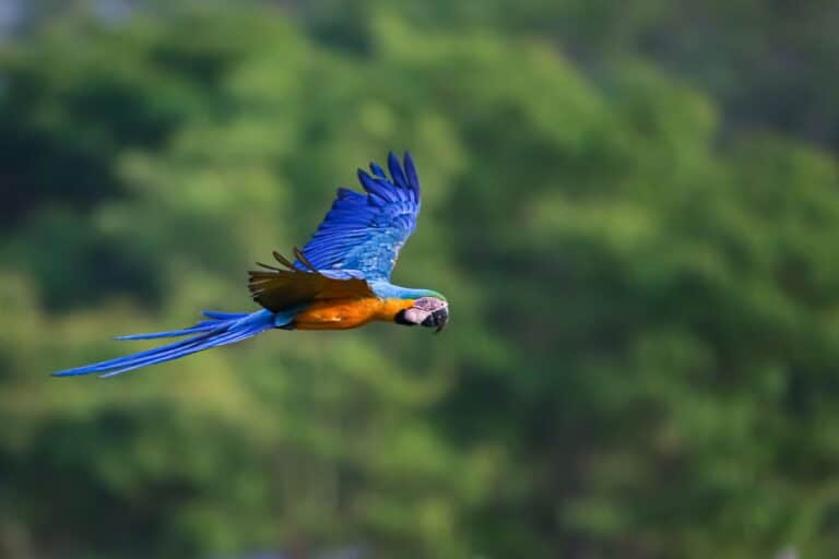 Arara-canindé São José do Rio Claro, Mato Grosso, Brasil Foto Foto Uwe Bergwitz