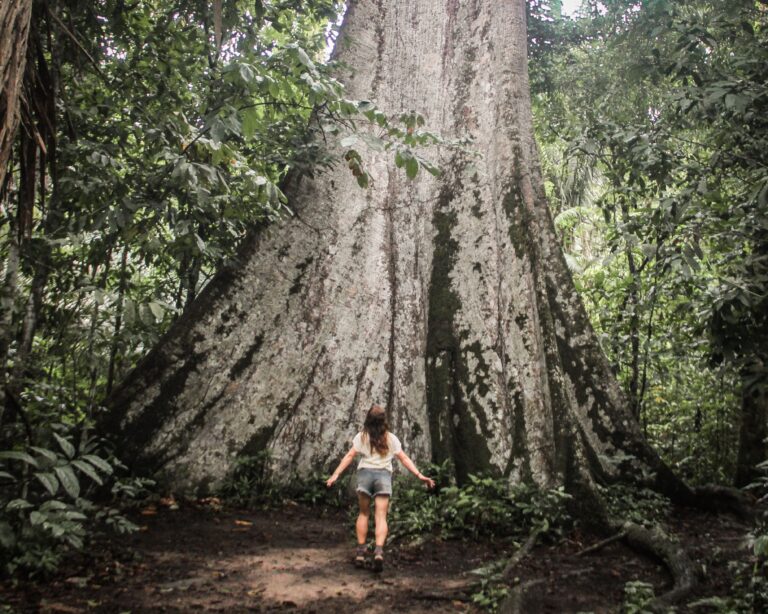 Arvore Sumaúma gigante em Alta Floresta, Mato Grosso