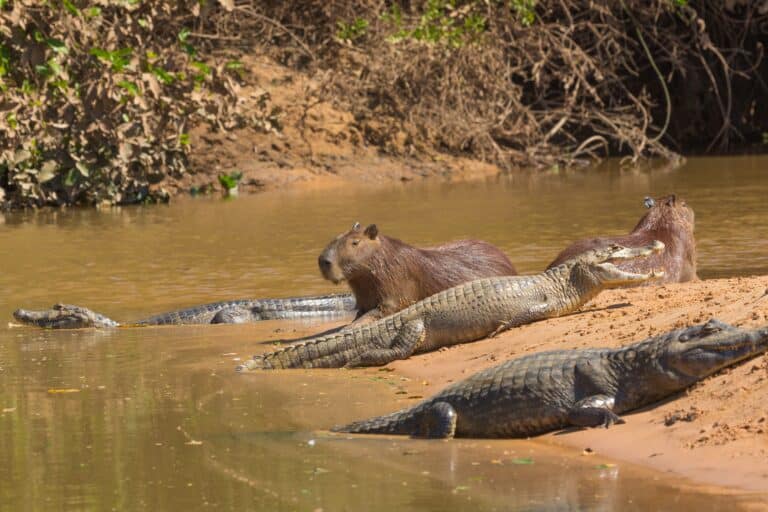 Capivara e alguns jacarés no Pantanal, Mato Grosso, Brasil Foto Christian Dietz