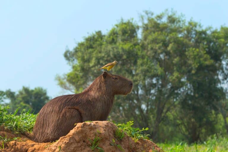 Capivara, Pantanal, Mato Grosso, Brasil - Foto Gabrielle