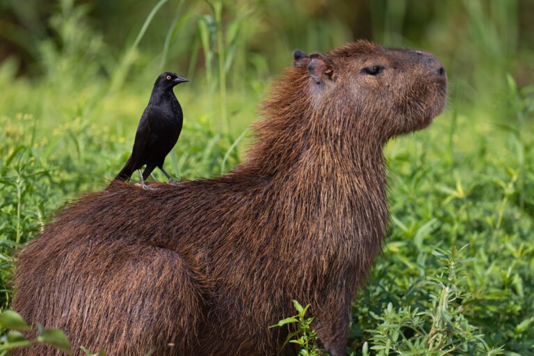 Capivara, Pantanal, Mato Grosso - Foto Staffan Widstrand