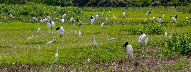 Garça Branca e Tuiuiú, Pantanal, , Mato Grosso, Brasil - Foto Uwe Bergwitz