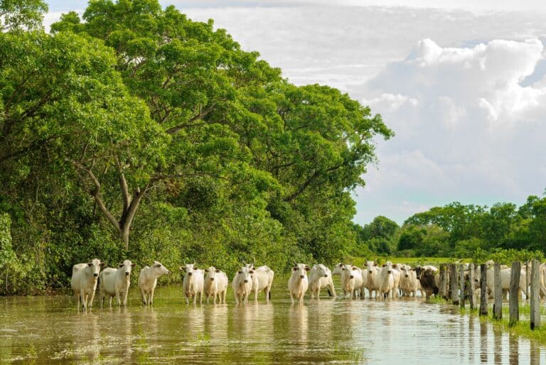 Gado atravessando área alagada no Pantanal de Mato Grosso, Poconé, Mato Grosso – Foto Cacio Murilo