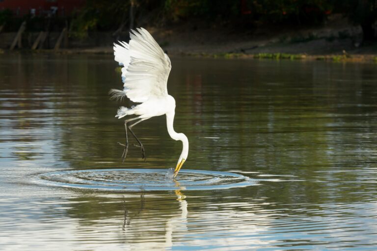 Garça Branca, capturando peixes em voo, Pantanal, Brasil - Foto Andreanita