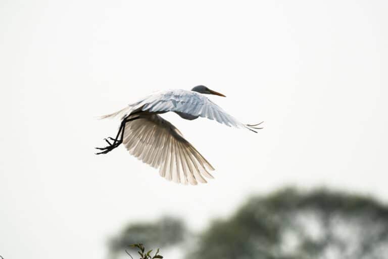 Garça Branca, Pantanal, Mato Grosso, Brasil, Foto 4440