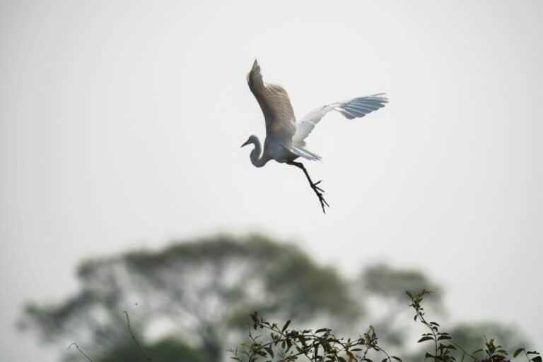 Garça Branca, Pantanal, Mato Grosso, Brasil Foto 4440