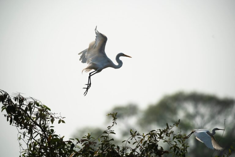 Garça Branca, Pantanal, Mato Grosso, Brasil., Foto 4440