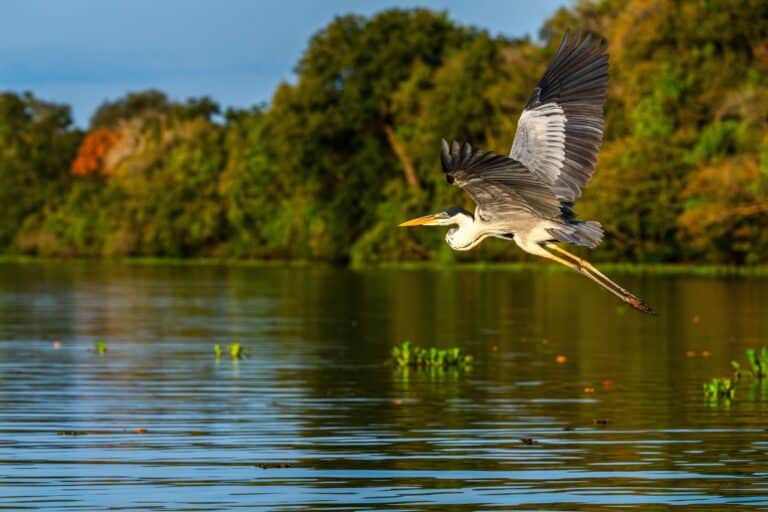 Garça Cocoi, Pantanal, Brazi SEBASTIEN BUREL 2