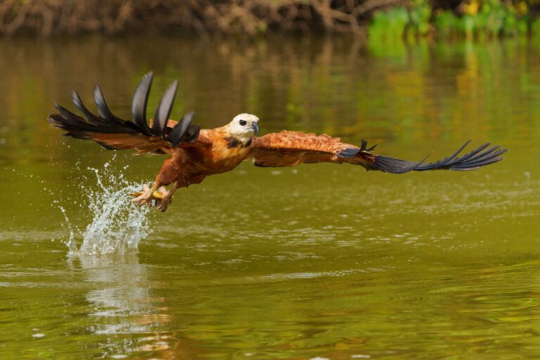 Gavião, Pantanal, Brasil - Foto Henk Bogaard