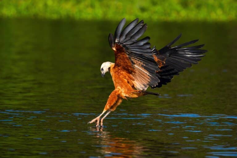 Gavião, Pantanal, Brasil - Foto Sebastien Burel