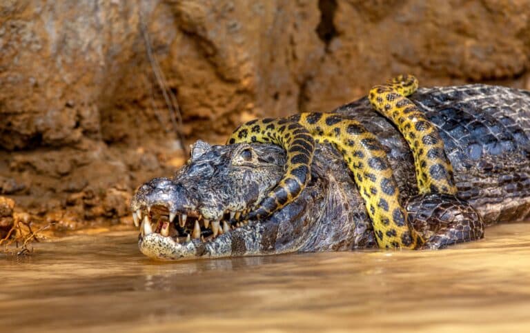 Jacaré e Sucuri, Pantanal, Porto Jofre, Mato Grosso, Brasil, Rio Cuiabá - Foto Gudkovandrey
