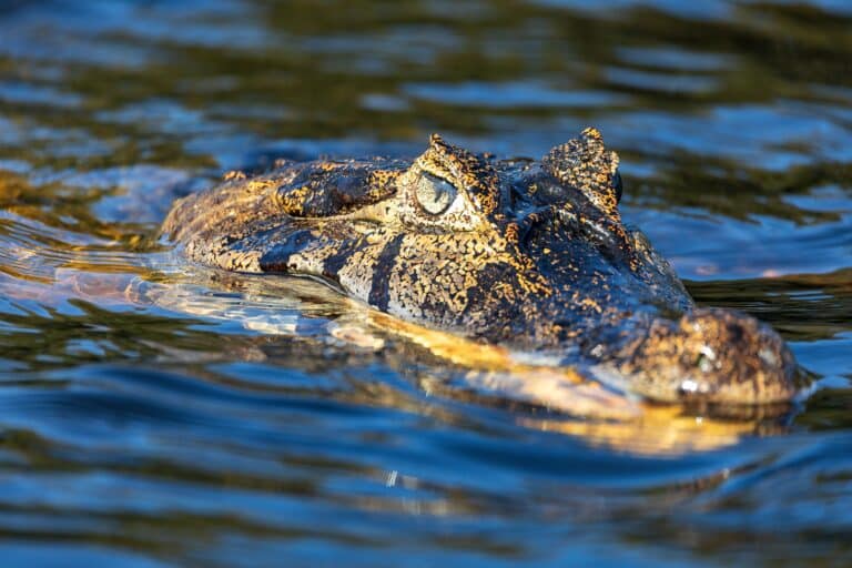 Jacaré, Pantanal, Mato Grosso, Foto ArtushFoto