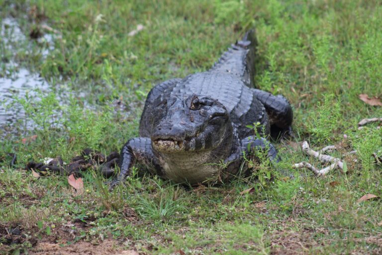 Jacaré Pantanal, Mato Grosso, Foto Carina Furlanetto