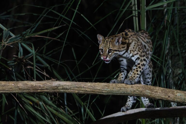 Jaguatirica, Mato Grosso