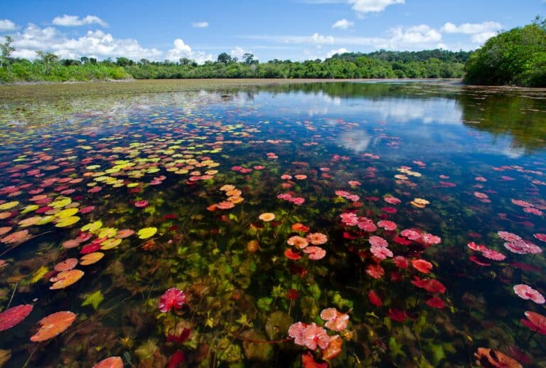 Lago Azul Apiacás Foto Pulsar Imagens