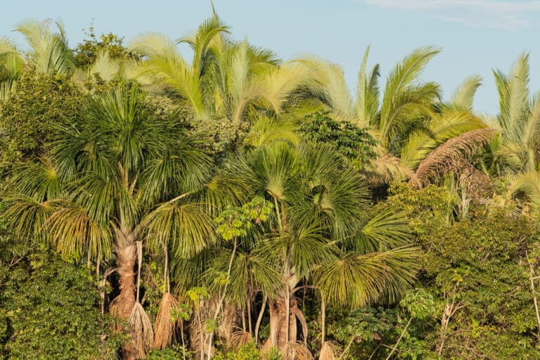 Lagoa das Araras, Bom Jardim, Nobres, Mato Grosso, Brasil Foto Zig Koch