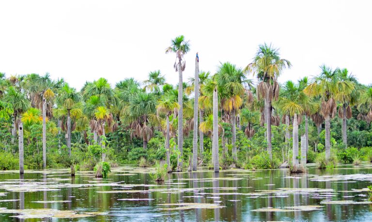 Lagoa das Araras-Nobres-Mato Grosso-Foto Felipecamps