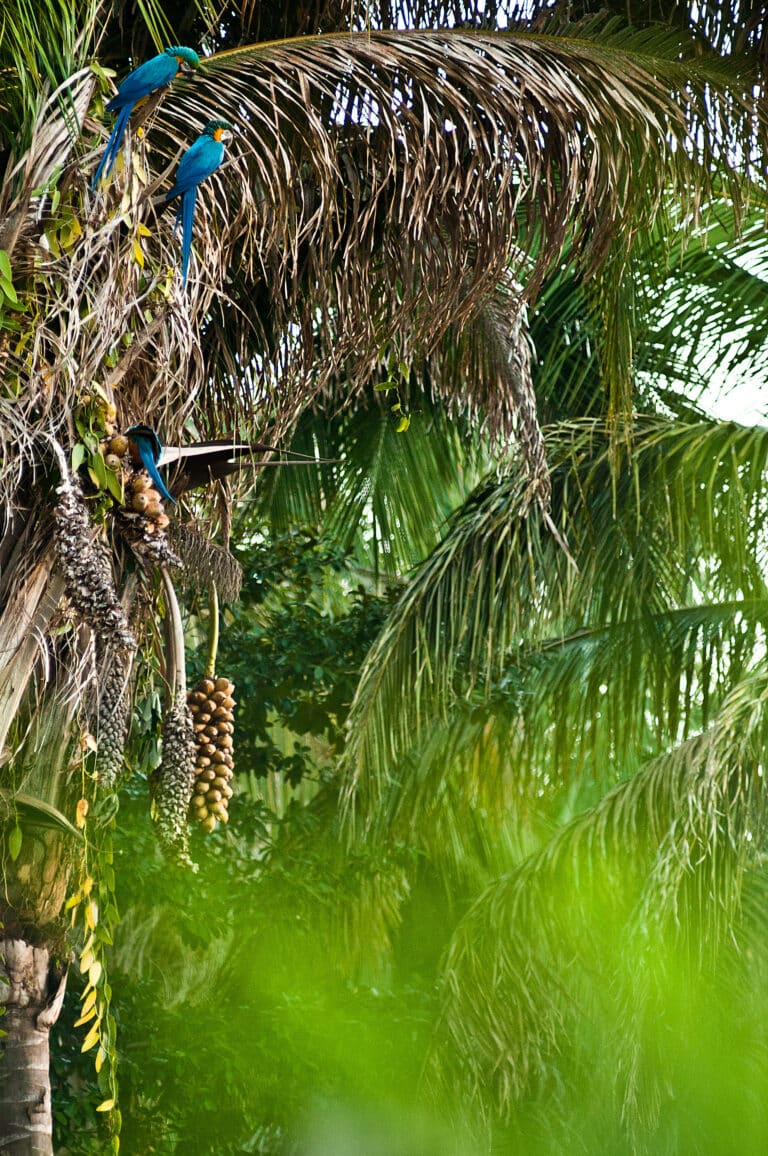 Lagoa das Araras,Bom Jardim, Nobres, Mato Grosso, Brasil Foto Daniel Arantes