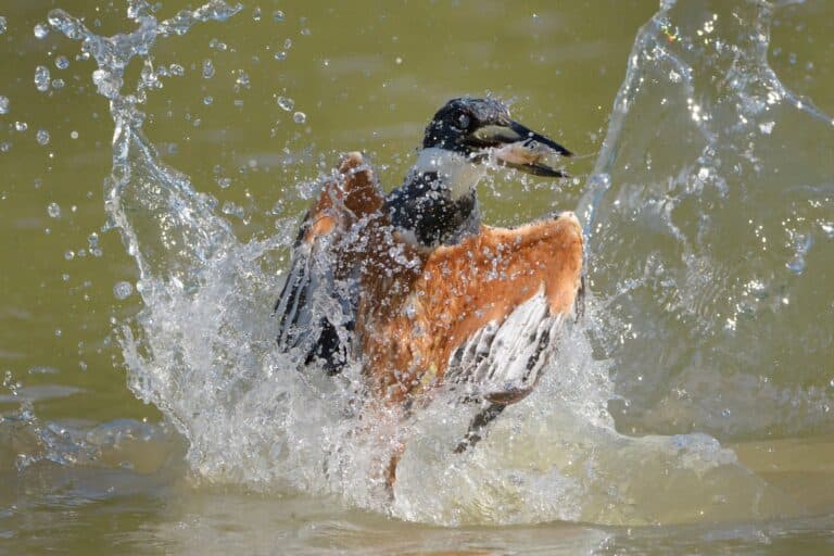 Martim pescador, mergulhando com peixes capturados, Brasil, Pantanal - Foto Andreanita