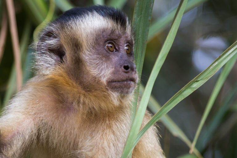 Macaco Prego - Mato Grosso - Brasil Araguaia - Foto Luciano Queiroz
