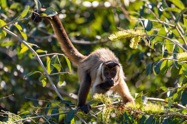 Macaco Prego, Poconé, Mato Grosso, Brasil - Foto ArtushFoto
