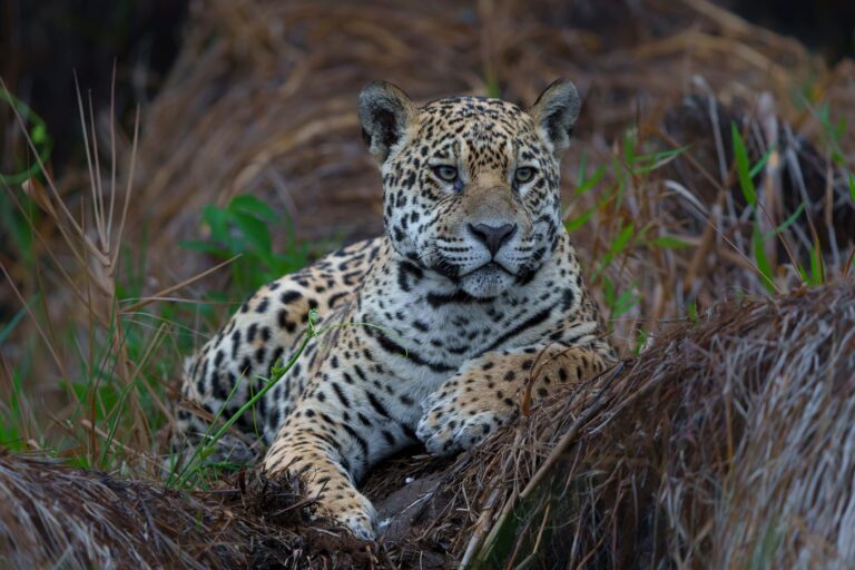 Onça-pintada, margem Rio Cuiabá, Pantanal, Mata Grosso, Brasil, Foto Henk Bogaard