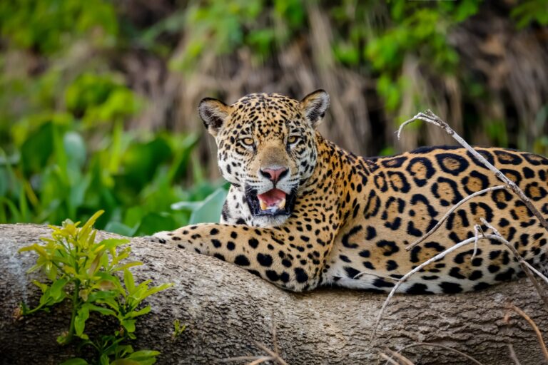 Onça Pintada, Mato Grosso, Foto Uwe Bergwitz