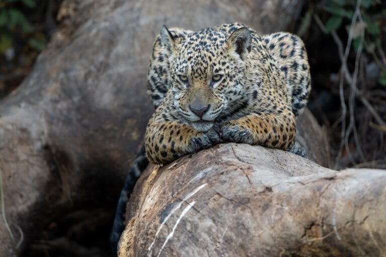 Onça Pintada, Pantanal Mato Grosso