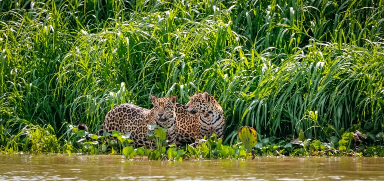 Onça Pintada, Pantanal, Mato Grosso, Brasil, Foto Uwe Bergwitz