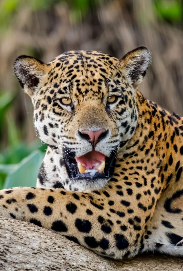 Onça Pintada, Pantanal, Mato Grosso, Brasil_Foto Uwe Bergwitz