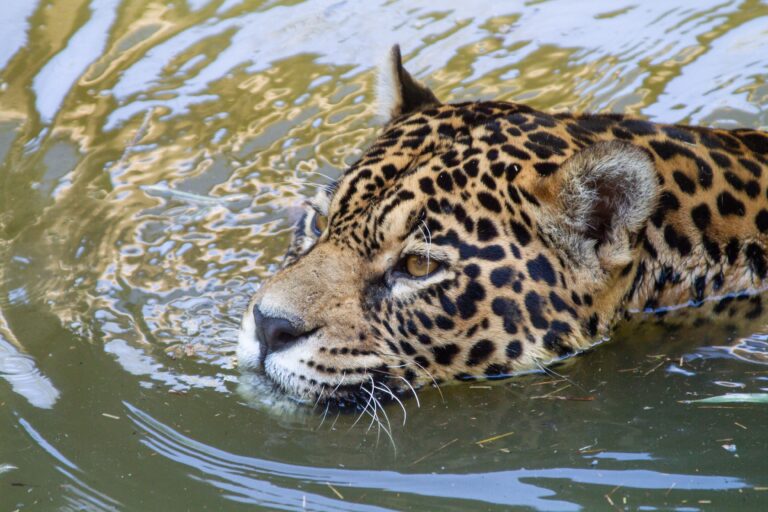 Onça Pintada, Pantanal, Mato Grosso - Foto Ricardo Ayres