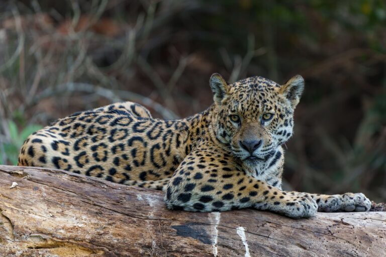 Onça-pintada, Pantanal, Mata Grosso, Brasil, Foto Henk Bogaard
