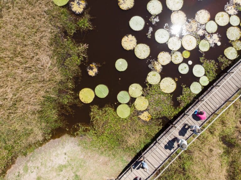 Pantanal do Mato Grosso no período de seca, próximo à Porto Jofre. Brasil Foto Zig Koch