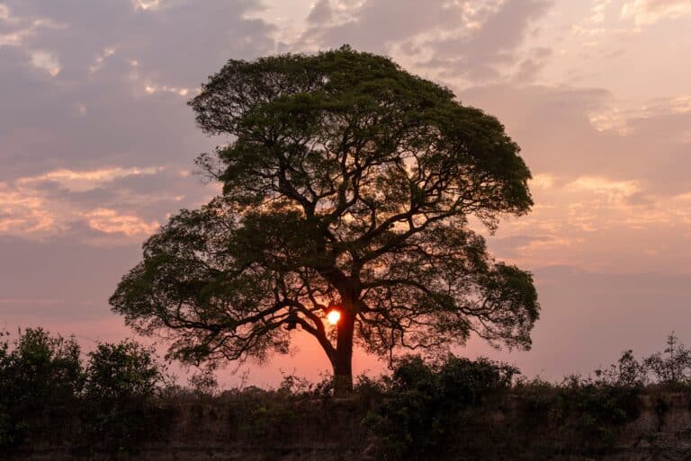 Pôr do sol atrás de árvores de ipê rosa no Rio Pixaim, Pantanal, Mato Grosso - Foto CAVAN