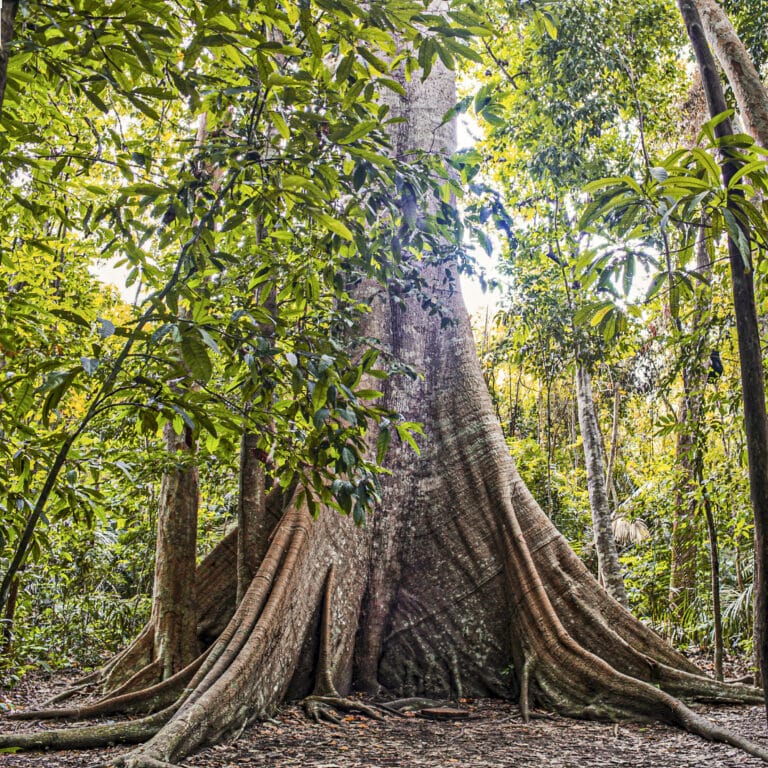 Floresta Amazônica, Foto: Rai Reis.