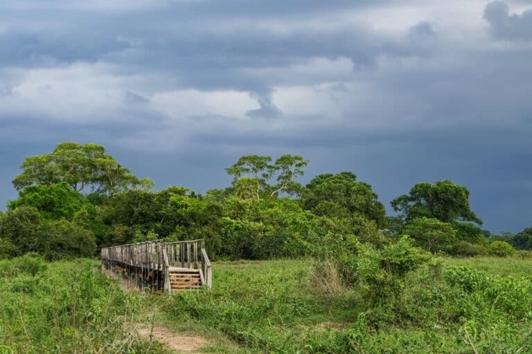 Pantana, Mato Grosso, Brasil Foto Uwe Bergwitz