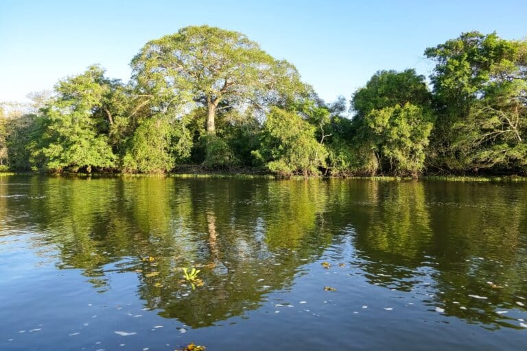 PantanaL, Mato Grosso, Brasil - Foto - Uwe Bergwitz