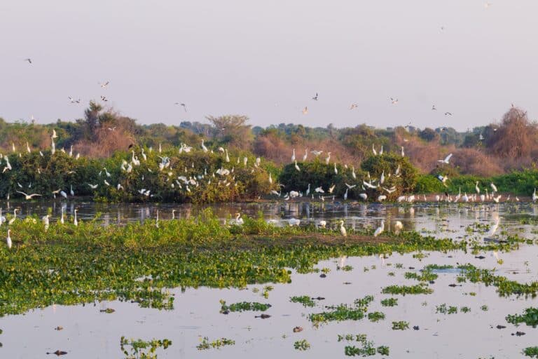 Pantanal, Mato Grosso, Brasil, Foto Elleonzebon