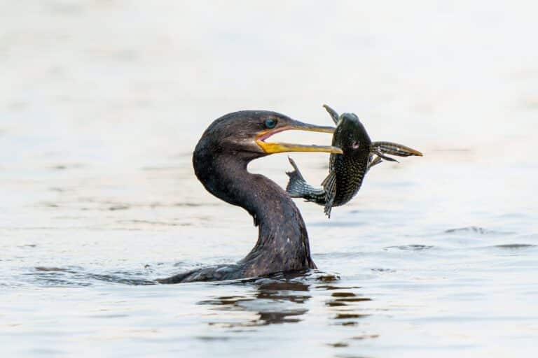 Pantanal, Mato Grosso, Brasil Foto Henk Bogaard