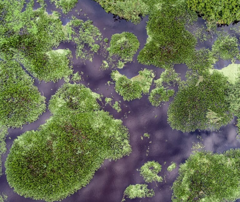 Pantanal, Mato Grosso, Brasil - Foto Uwe Bergwitz