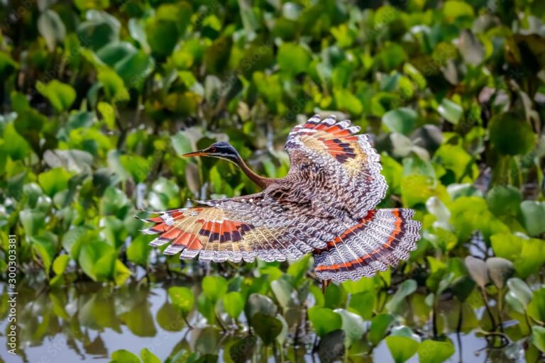 Pantanal, Mato Grosso, Brasil Foto Uwe Bergwitz