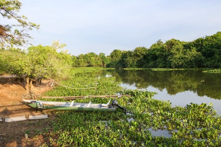 Pantanal, Mato Grosso, Brasil Foto-Uwe Bergwitz